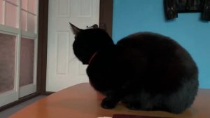 Бомбей: гибридная порода кошек