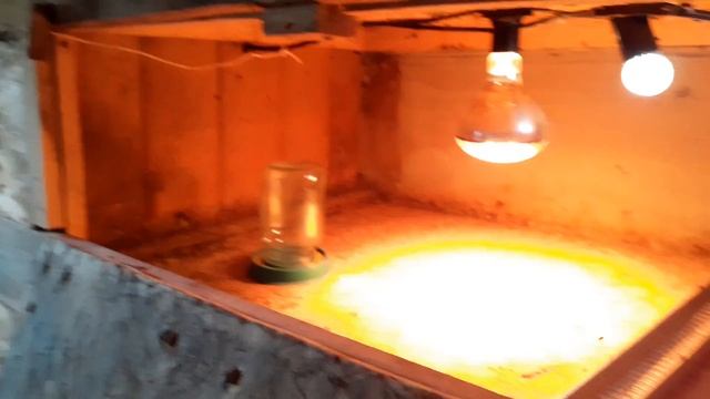 Брудер для перепелов,бройлеров,гусей и уток. смотреть онлайн