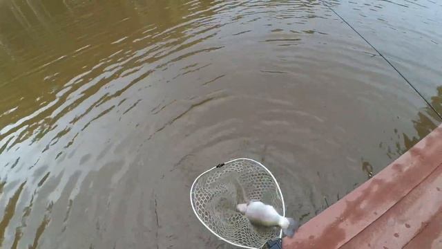 Ловля форели на силиконовые приманки. Рыбалка на платном пруду, Клевое Место. смотреть онлайн