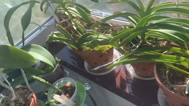 Выводы после первой обработки акарицидом «Масай» смотреть онлайн