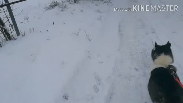 Куда едут собаки? 🐕🐕🐕//Хаски Блюз Интересная жизнь смотреть онлайн