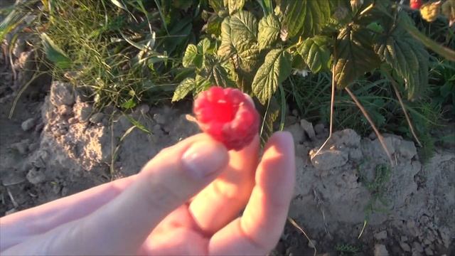 Поездка на гектар с готовым яблоневым садом, и малиновыми плантациями. #гектар #мойгектар смотреть онлайн