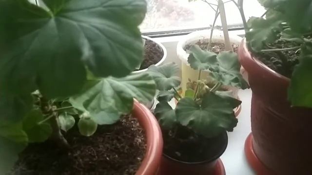 Комнатные цветы в декабре. смотреть онлайн