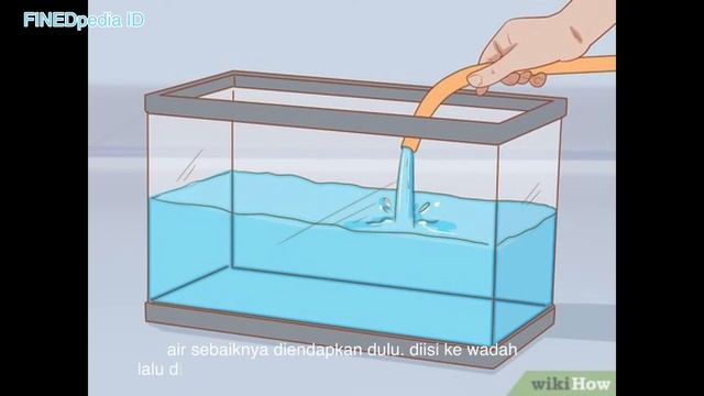 BUDIDAYA IKAN NEON TETRA смотреть онлайн