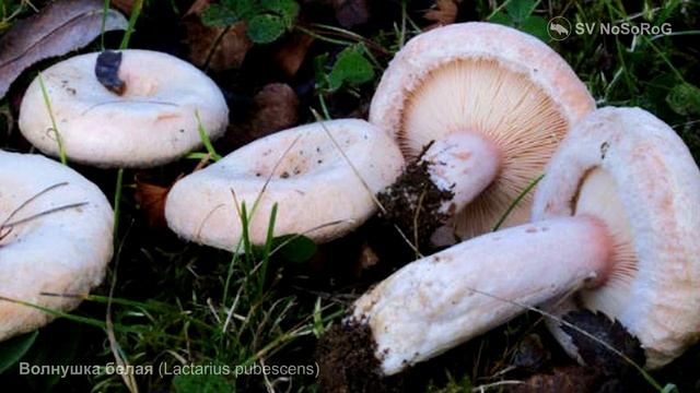 Волнушка белая (Lactarius pubescens) смотреть онлайн