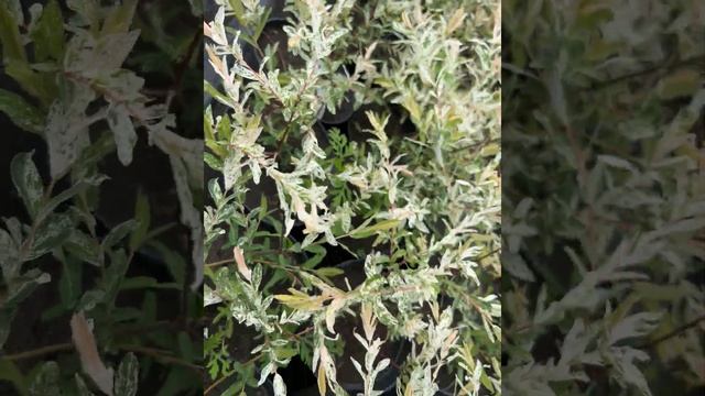 Ива цельнолистная "Hakuro-Nishiki" смотреть онлайн