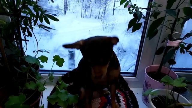 Жарим блины с Той Терьером! Бимошка мамин Помощник! смотреть онлайн