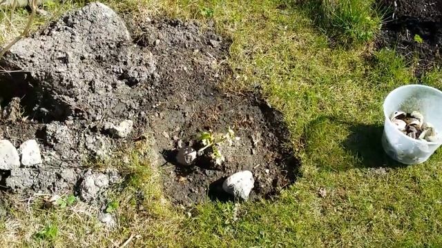 Отдыхаем хорошо?ДАЧА..замачиваю картофель в Максиме.. смотреть онлайн
