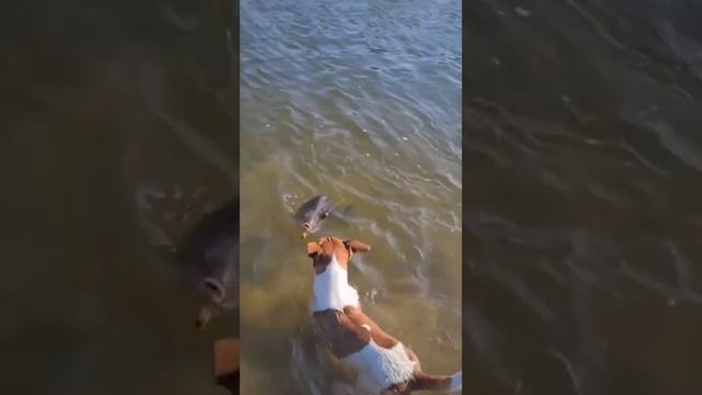 Собака подсак!))) Fishing. Рыбалка. смотреть онлайн