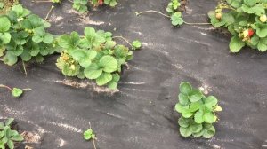 АГРОВОЛОКНО: плюсы и минусы, мифы и реальность .