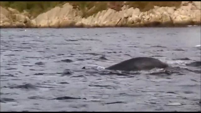 Grindwale Egersund August 2017 смотреть онлайн