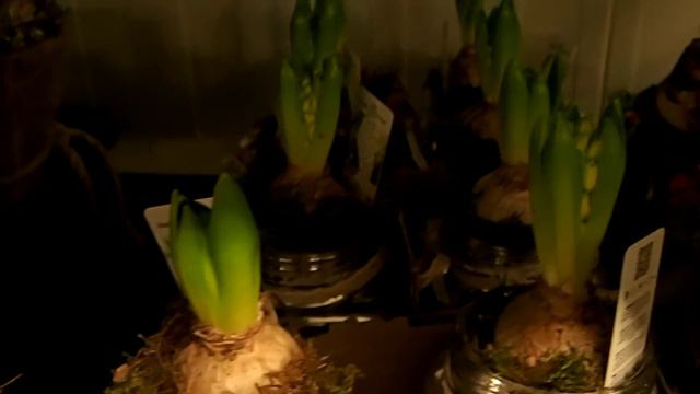 Hyacinthus arrangements смотреть онлайн