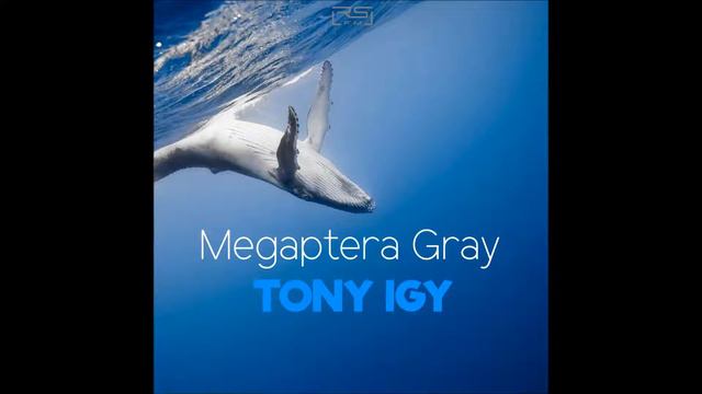 Tony Igy - Megaptera Gray (Rework 2012) смотреть онлайн
