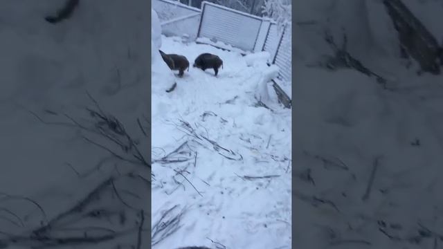 Поездка Финляндию. Первая остановка Ranua Zoo смотреть онлайн