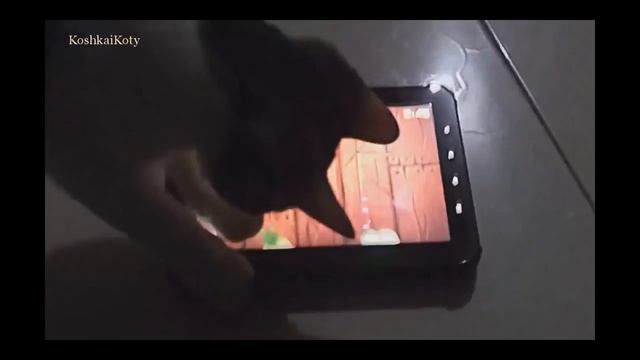 Смешные забавные животные коты собаки самые прикольные видео смотреть онлайн