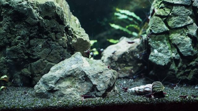 Подготовка воды для аквариума смотреть онлайн