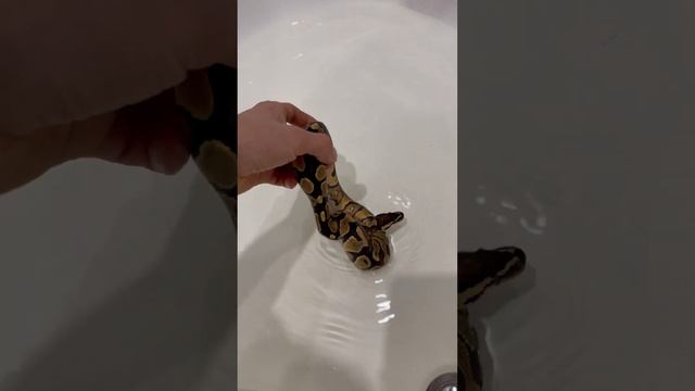 Питон в ванной? смотреть онлайн