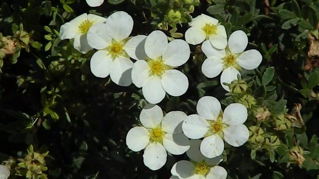 Potentilla fruticosa 'Abbotswood' смотреть онлайн