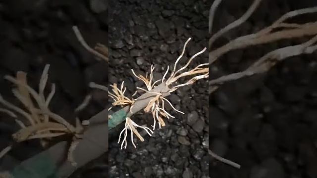 Ершик для чистки дымохода смотреть онлайн