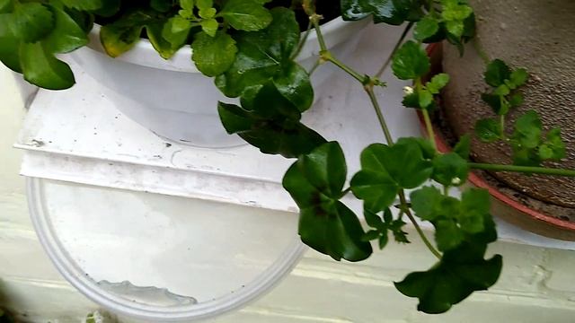 Какие цветы посадить на балконе.Мои цветы и клубника смотреть онлайн