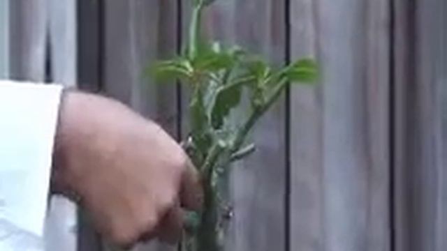 Hard Pruning Adenium смотреть онлайн