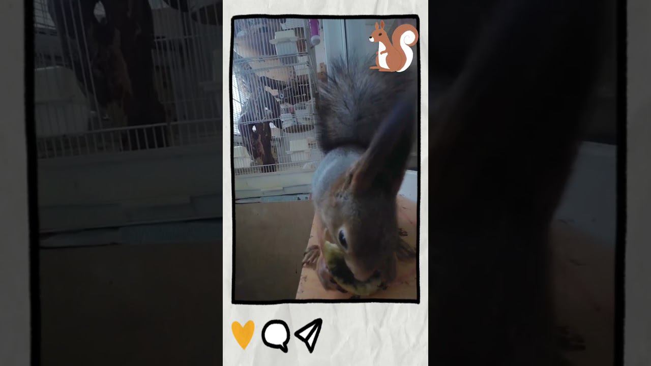 БЕЛКА КУШАЕТ ЯБЛОКИ ЧЕМ КОРМИТЬ БЕЛКУ смотреть онлайн