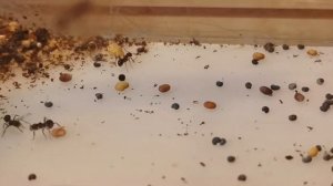 КАК УХАЖИВАТЬ ЗА МУРАВЬЯМИ ЖНЕЦАМИ? Messor structor (муравей жнец)!