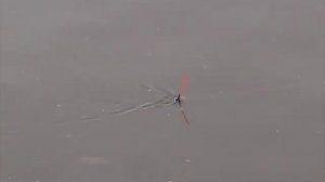 Болонская ловля. Кралуссо боло.