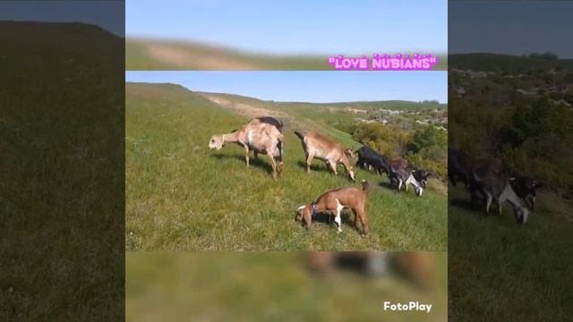 Нубийские козлята "Love Nubians" - продажа. Мир похож на цветной луг, если рядом с тобой нуб!!! смотреть онлайн