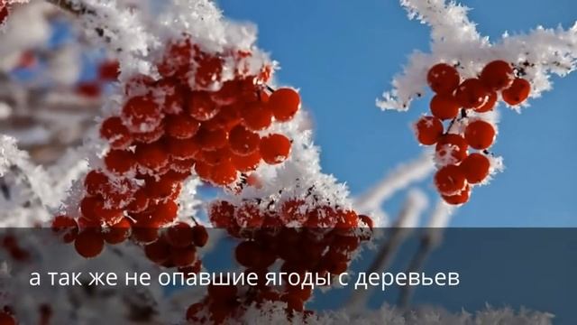 Чем питается глухарь смотреть онлайн