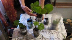 Уход за вегетирующими саженцами винограда