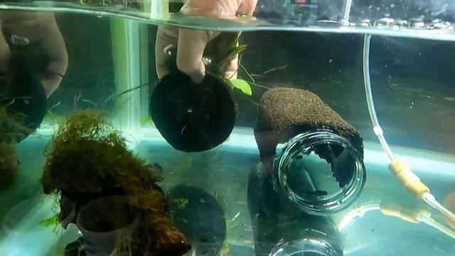 Blue Dream Shrimp Tank Setup: Bristlenose Plecos, Bare Bottom, Plants, DIY Breeding Cave, Cycling смотреть онлайн