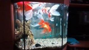 комета золотая рыбка аквариумная кормление комет и сомиков