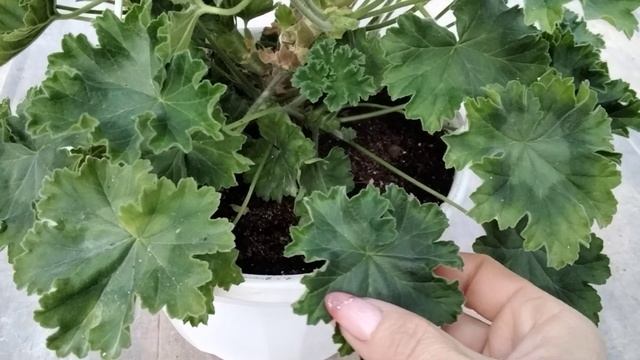 #211.Что случилось с пеларгонией Cara Rosa!? Почему она у меня не цветёт!? смотреть онлайн