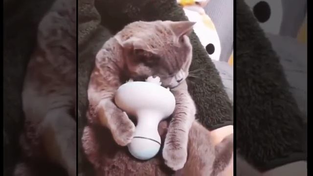 Автоматическая чесалка для кота смотреть онлайн