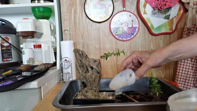 Бонсай из мирта на трухлявом пне смотреть онлайн