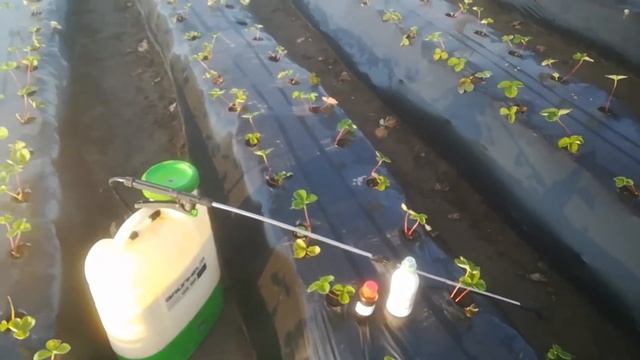 Как и когда работать Гербицидом по междуряддю на клубнике смотреть онлайн