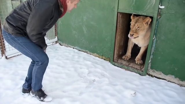 Львица Мама Чоли боится снега смотреть онлайн