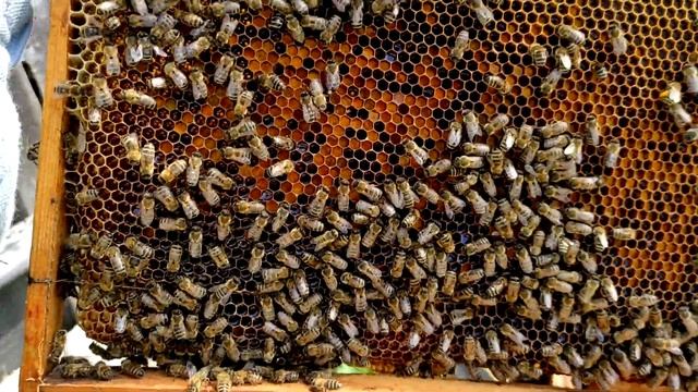 МАЙСКИЙ МЁД это РЕАЛЬНО! СРОЧНО ставим магазины в ульи! Майский мёд из каких цветов? #43 смотреть онлайн