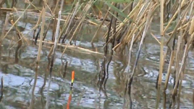 Эти мормышки пора запрещать, карась от них ДУРЕЕТ!!!! Поклёвки крупным планом!! смотреть онлайн