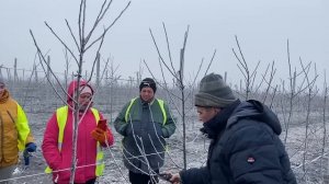 Как обрезать сад интенсивного типа. Питомник Маценко