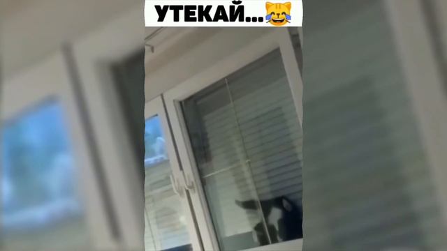 Cats`and`Dogs 😁 - ЛУЧШИЕ ВИДЕО СО СМЕШНЫМИ ЖИВОТНЫМИ 2024 🥰😂😂| THE BEST FUNNY ANIMAL VIDEOS 2024 смотреть онлайн