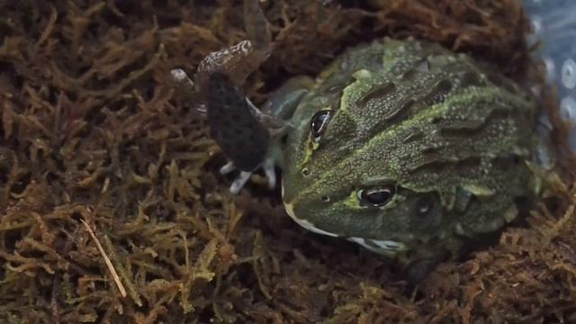 Кормление лягушки водоноса лягушками (Pyxicephalus Abspersus) смотреть онлайн
