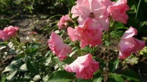 Роза Jacky's Favorite. Обзор.