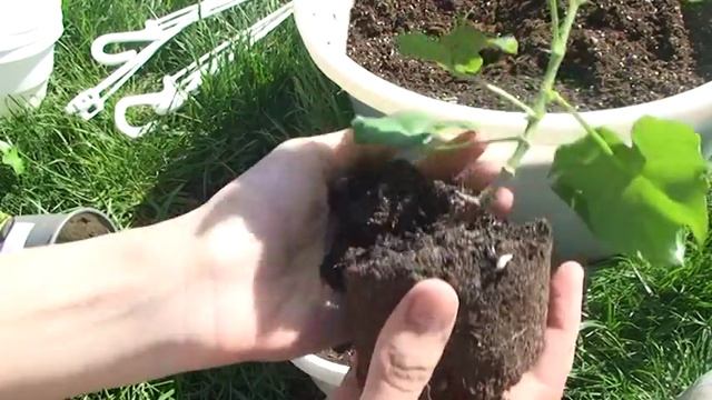 Пересадка плющелистных пеларгоний. смотреть онлайн