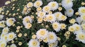 Умка. Ранняя зимостойкая корейская хризантема.