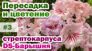 Пересадка, обзор сорта и цветение стрептокарпуса DS-Барышня. #3