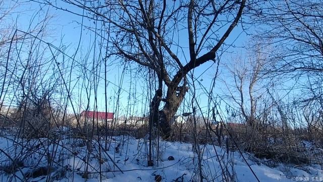 Зимняя обрезка деревьев в саду. Заросший зимний сад. Уход за садом зимой. Жизнь в деревне. Часть 1 смотреть онлайн