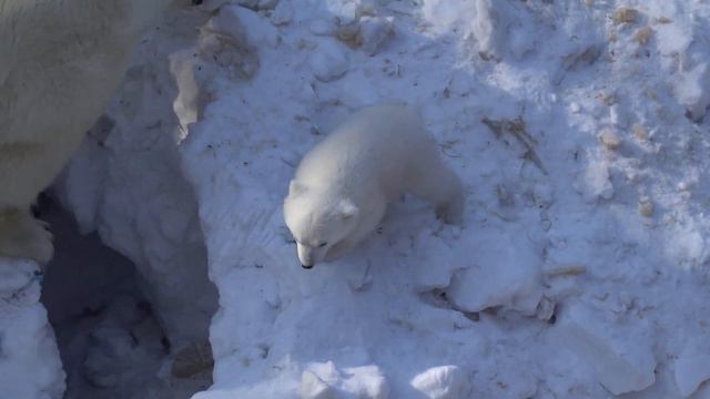Медвежата радуются последнему снегу. 25.03.2023 смотреть онлайн