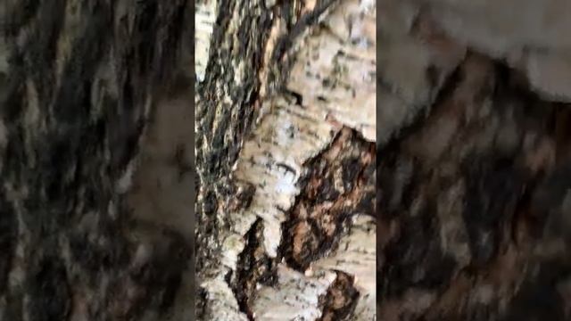 Муравьи смотреть онлайн